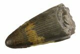 Jurassic Crocodile (Goniopholis?) Tooth - Colorado #152084-1